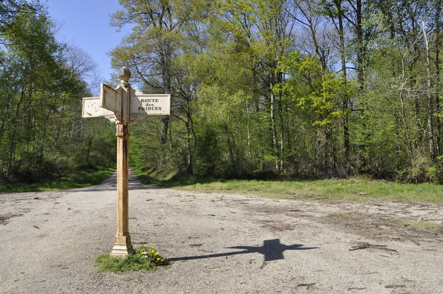 Forêt de Ferrières