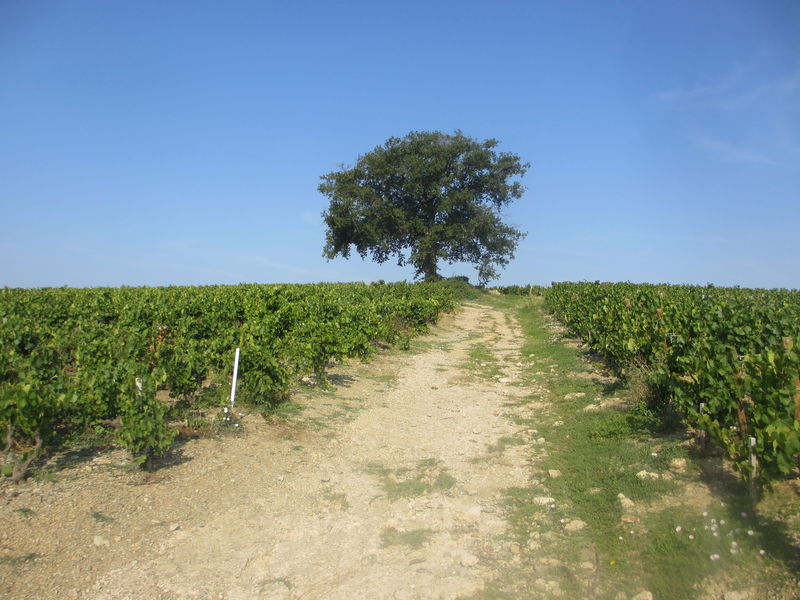 Foudres Côte du Py-Villié Morgon