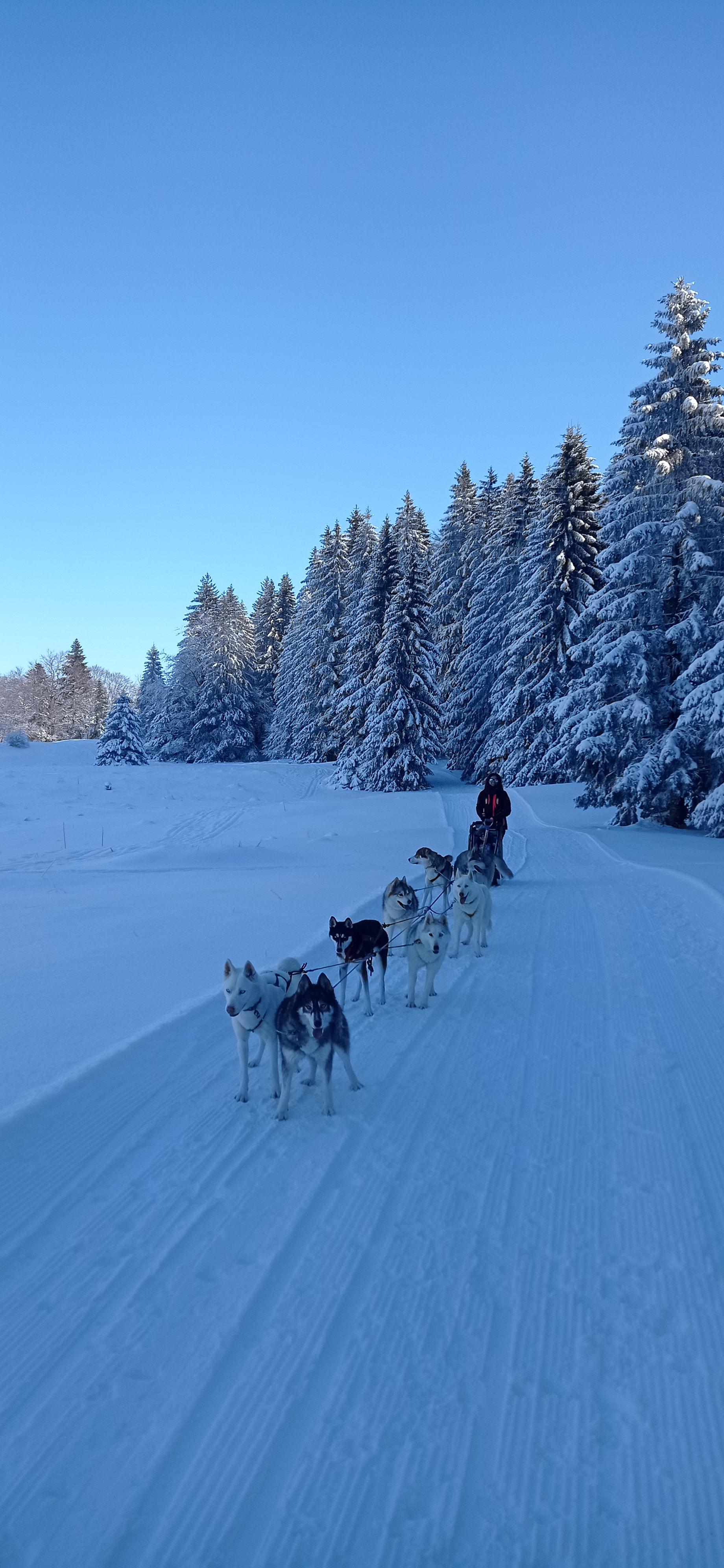 Baptme en traneau  chiens avec Symbiose