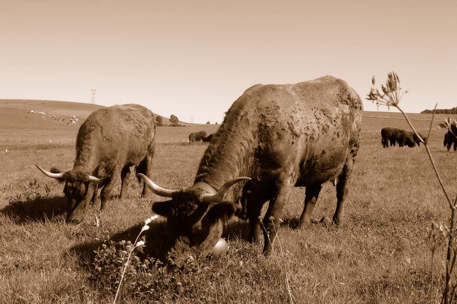 Gite de Brion en Cézallier n°2