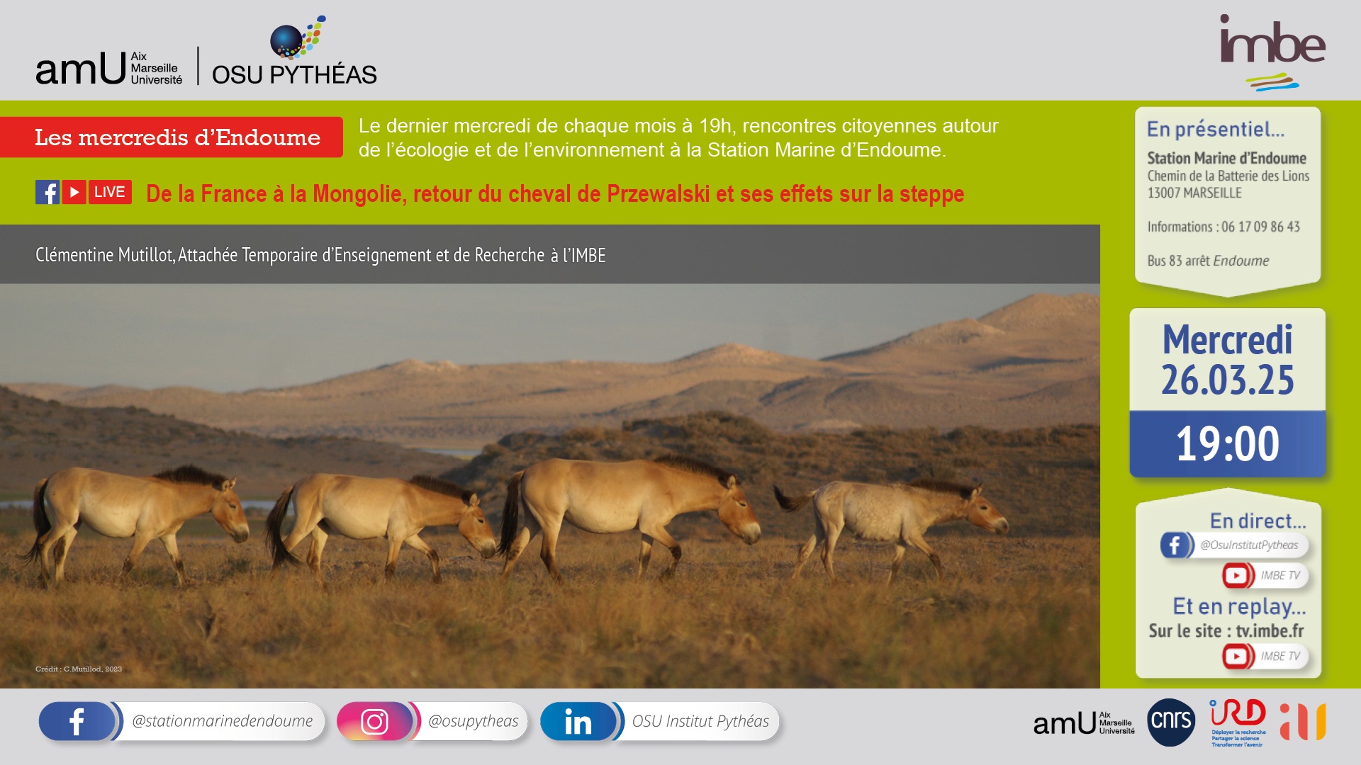 De la France à la Mongolie, retour du cheval de Przewalski et ses effets sur la steppe
