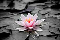 cours de Yoga_Usson-en-Forez