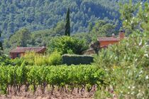Vignoble