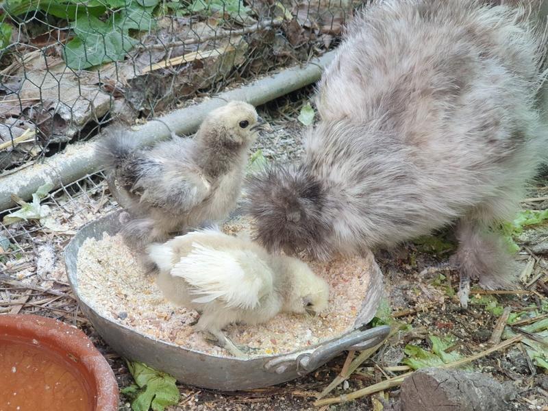 La mini-ferme Path'O Calme - Trept - Balcons du Dauphiné - Nord-Isère - à moins d'une heure de Lyon