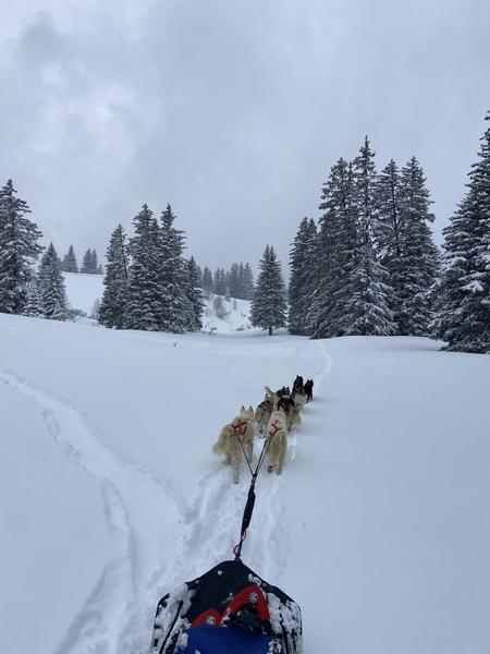 Les Granges de Heïdi - Sled dogs - Cani-balade