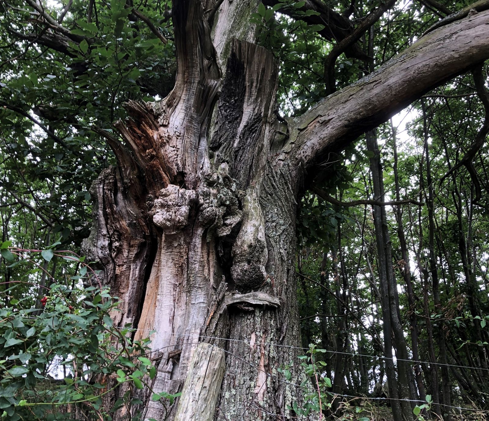Les arbres morts, un monde bien vivant
