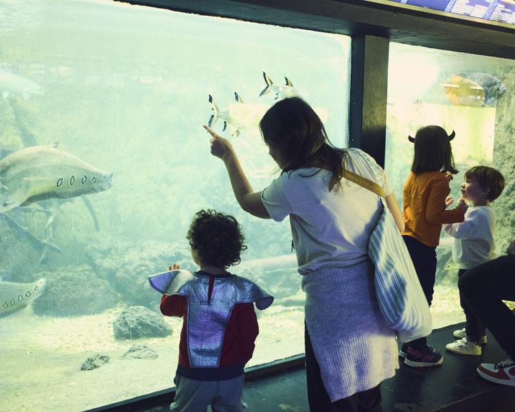 Aquarium 