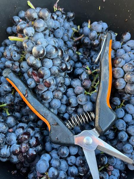 Grappes de Gamay 2025