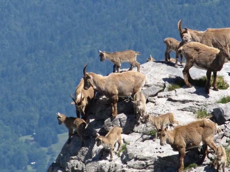 Bureau des guides et accompagnateurs de Samoëns_Samoëns