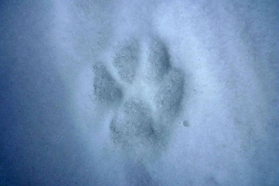 Rdv avec un garde-moniteur : Le loup, son retour et son installation dans la vallée.