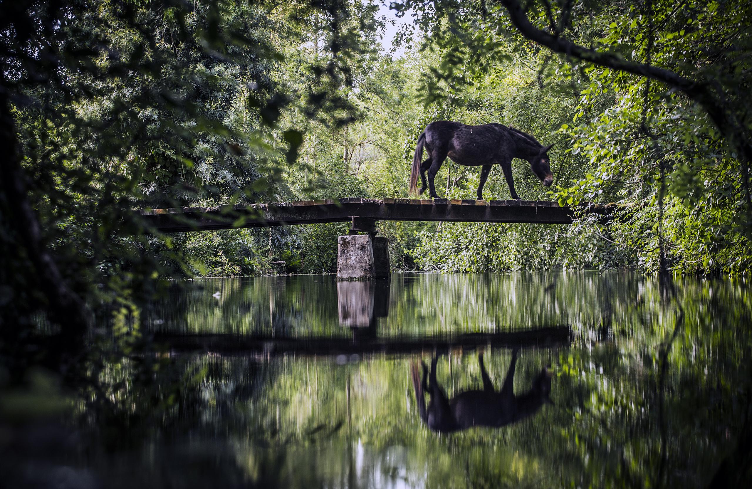 Stage plantes sauvages comestibles