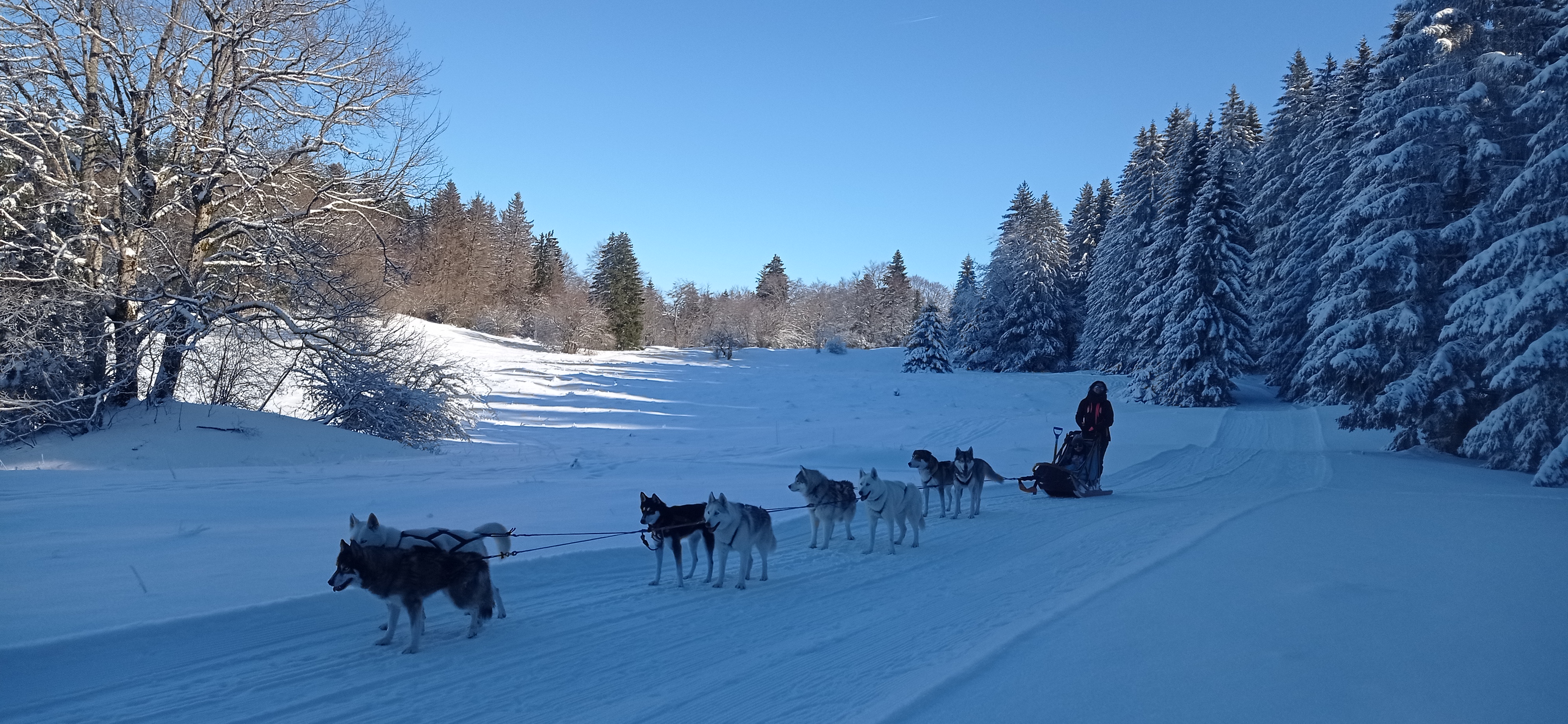 Baptme en traneau  chiens avec Symbiose