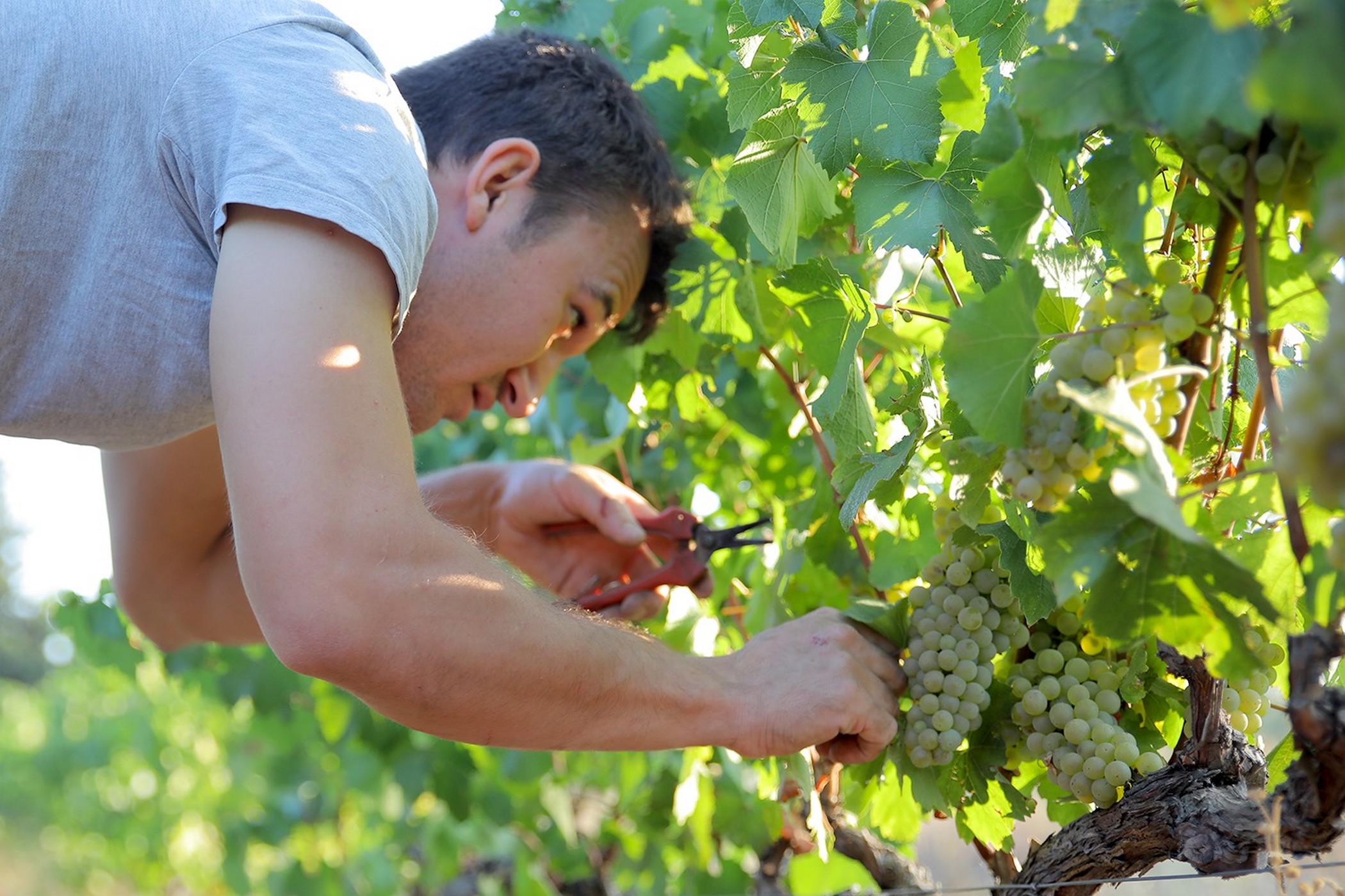 Domaine Fontchene — photo 3