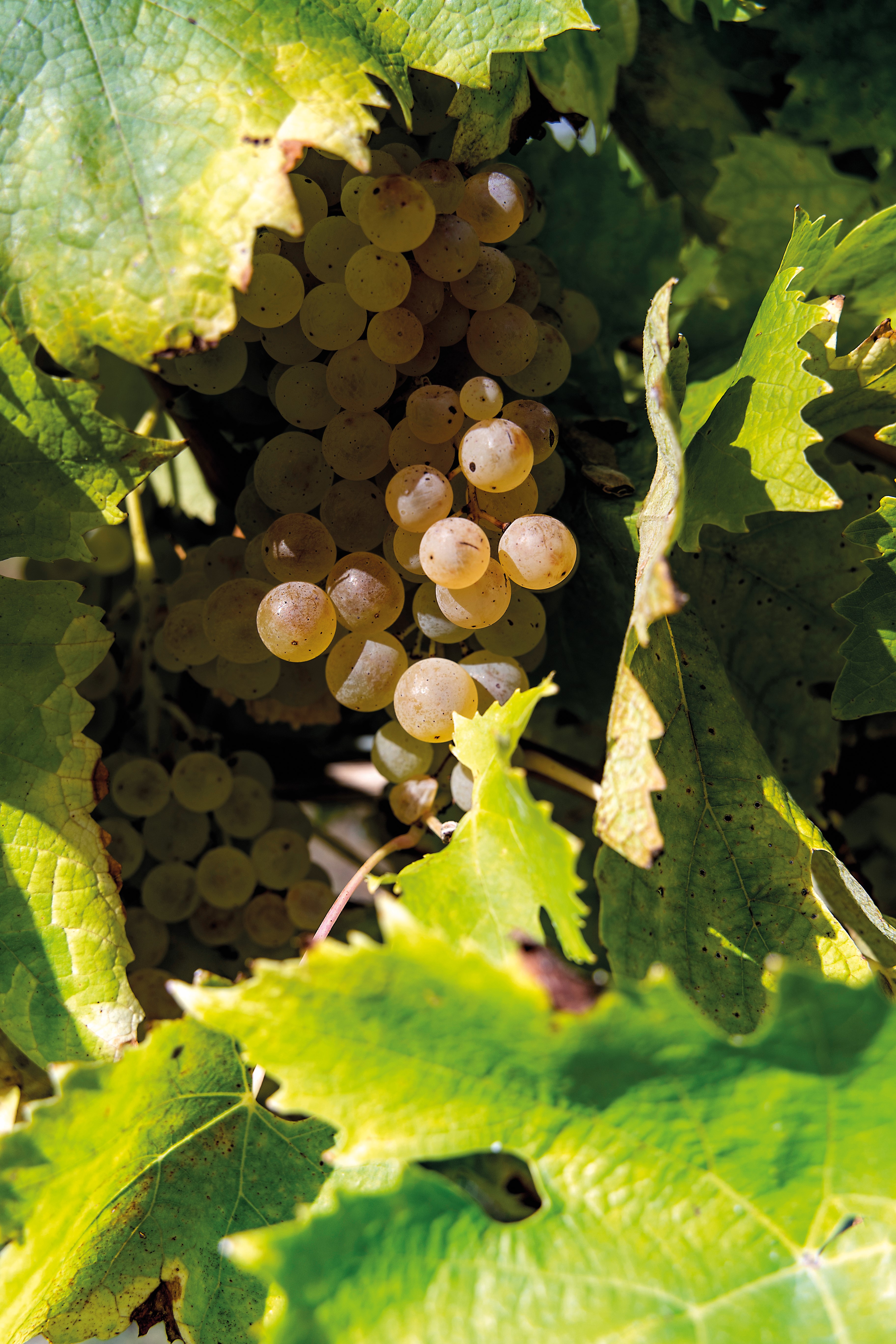 Atelier œnologique - Les cépages d’ici présents ailleurs