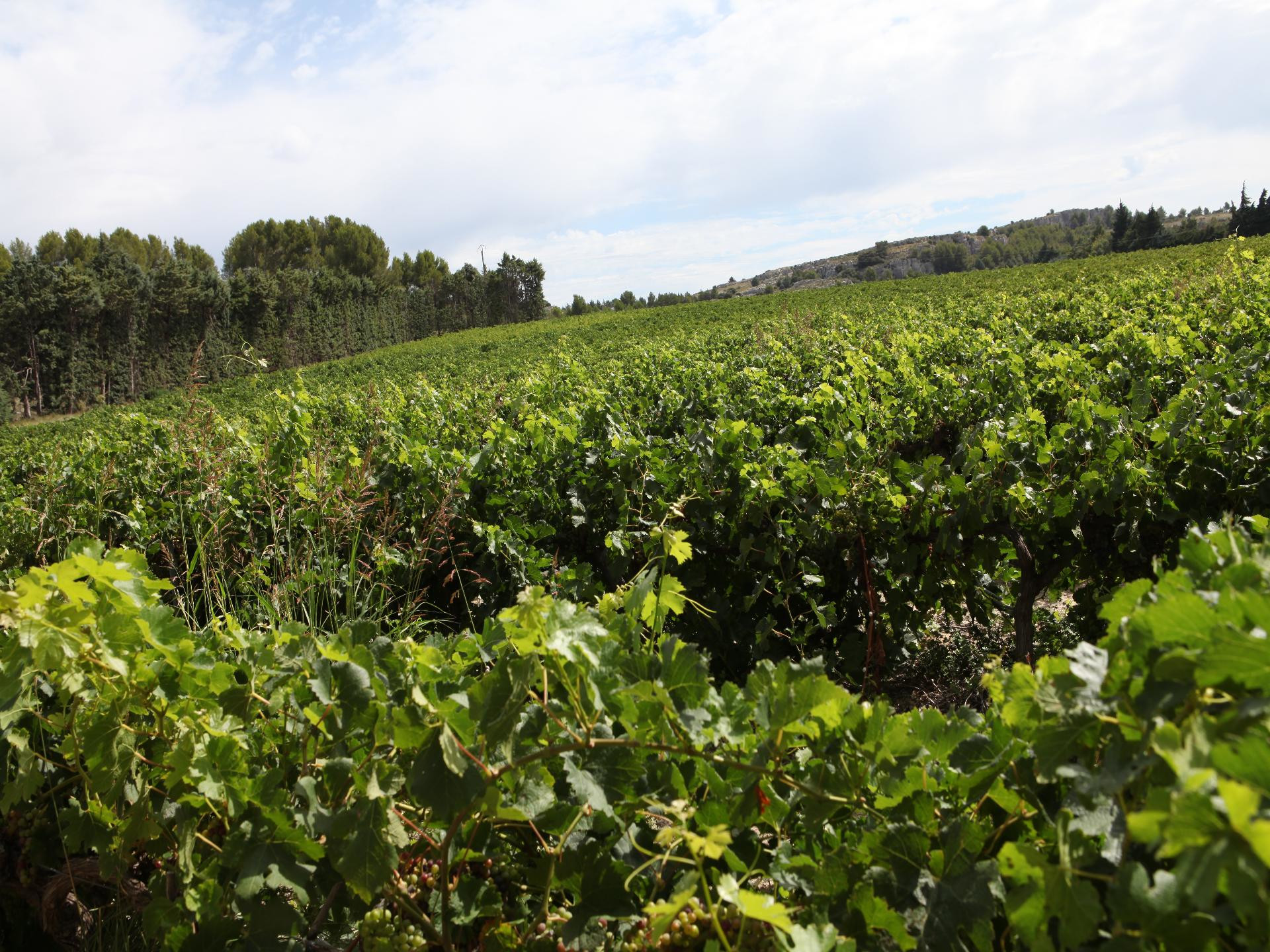 Cellier Saint Augustin