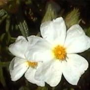 Balade nature avec le CIETM_Cavalaire-sur-Mer