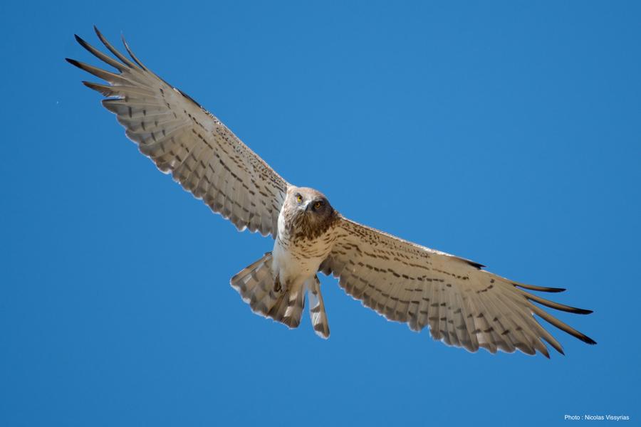 Découvrir les oiseaux et les chamois du Verdon_Castellane