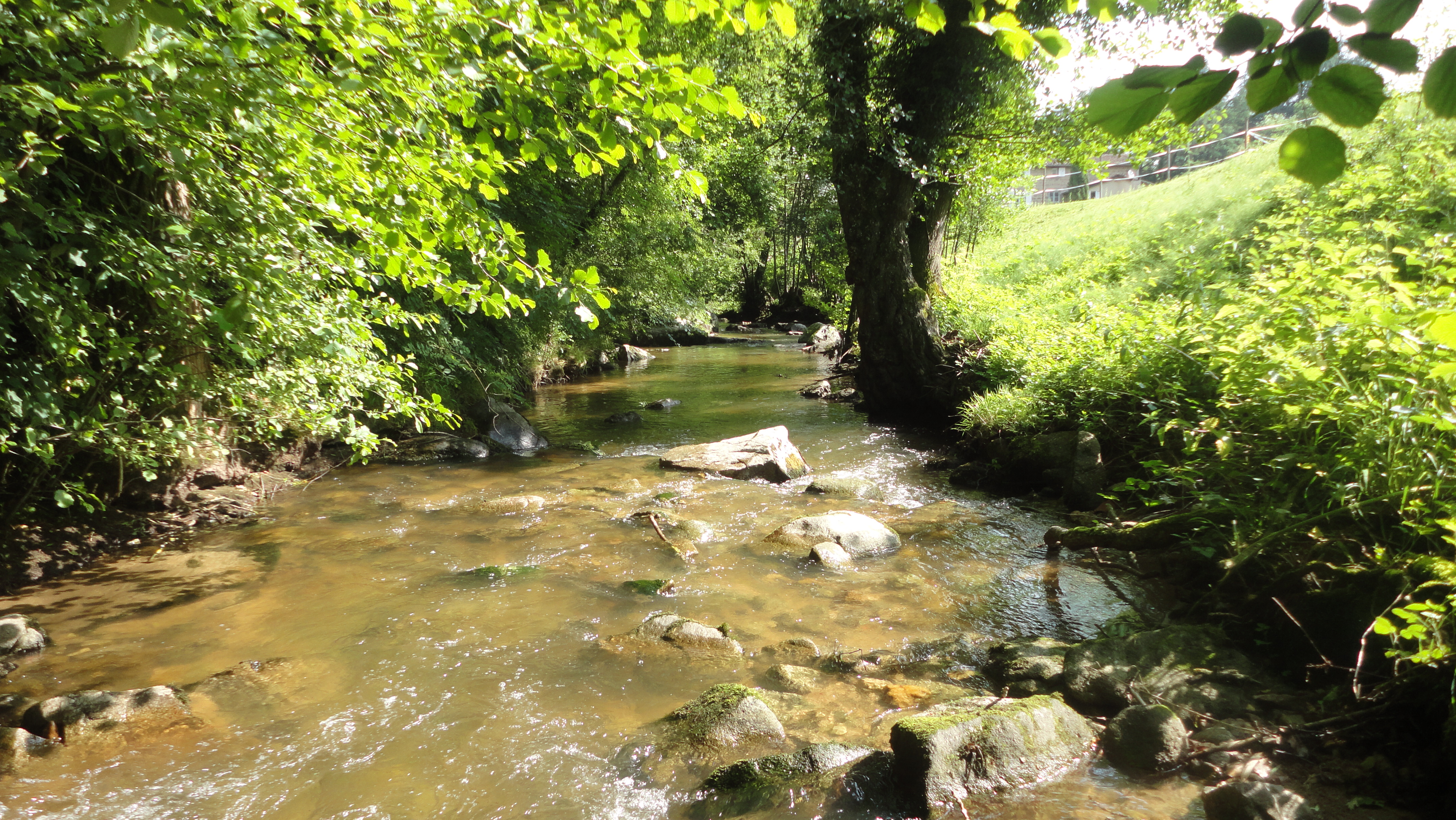 peche truite yzeron