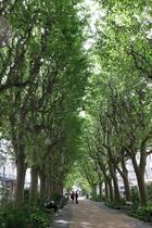 Arbres