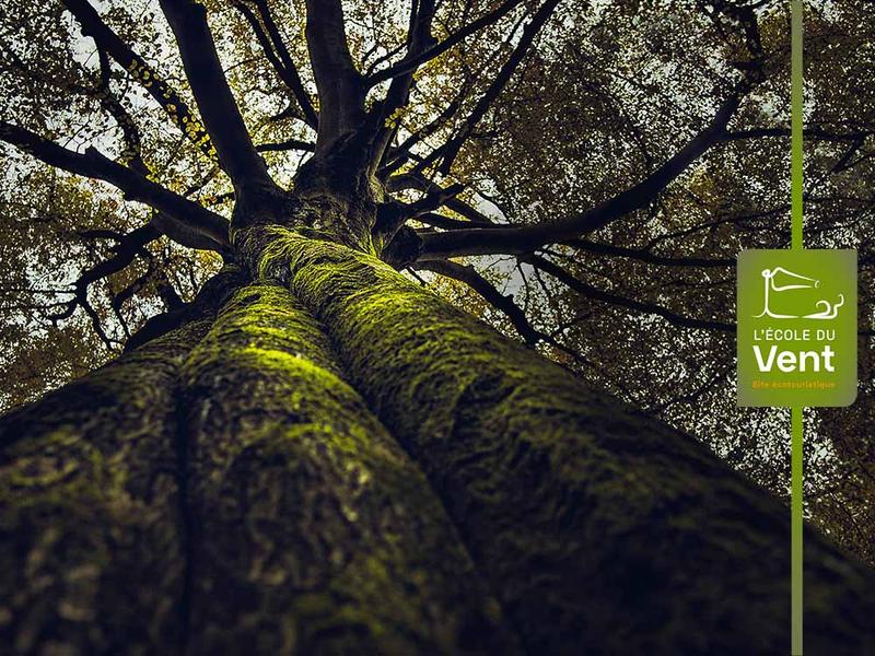 La vie secrète des arbres