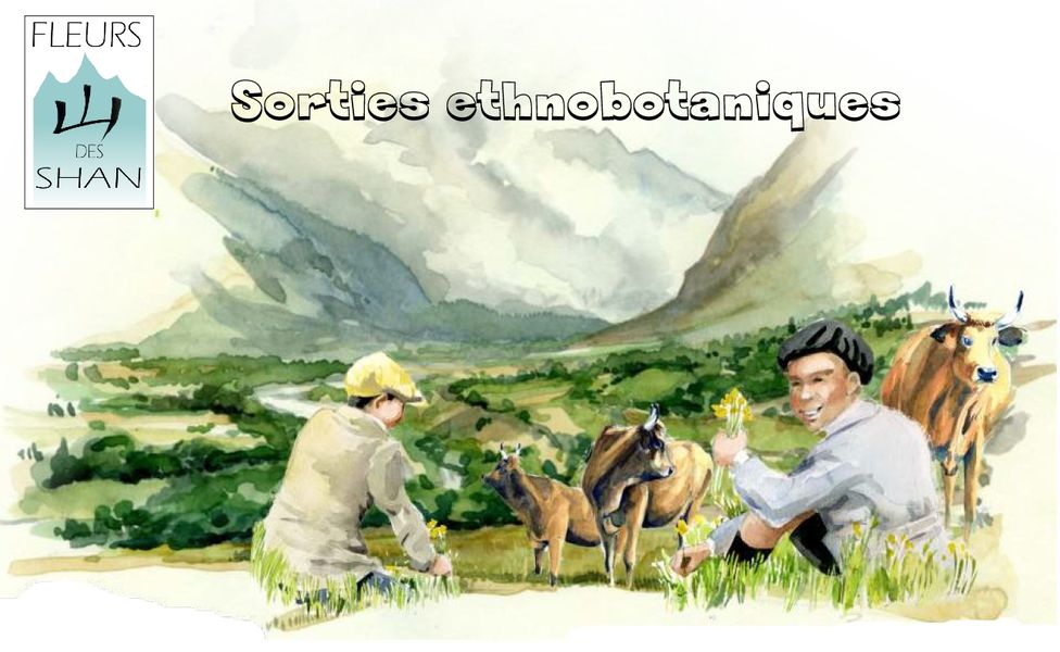 Image sorties ethnobotaniques
