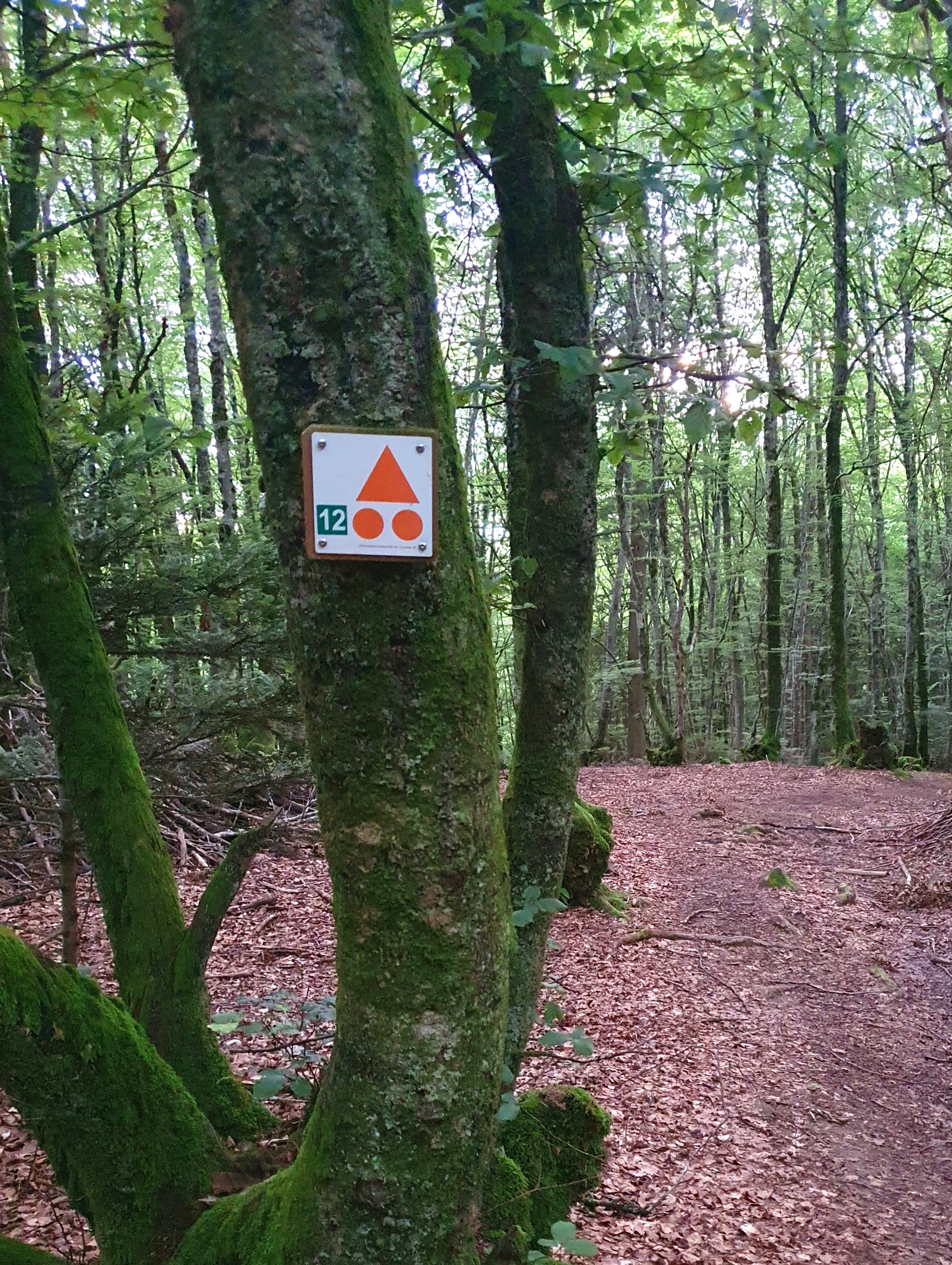 VTT : Circuit n°12 Le Bois du Fayet