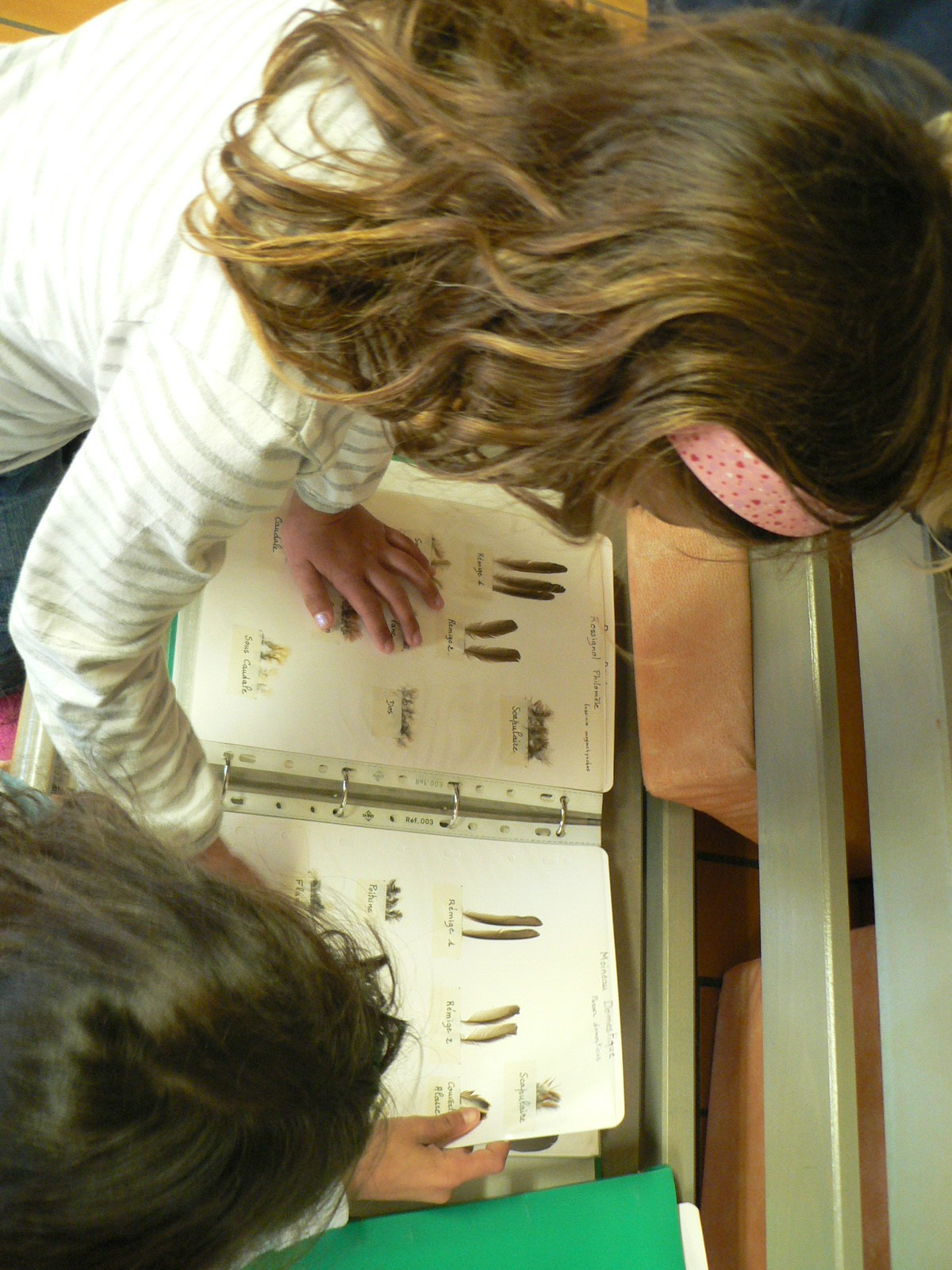 Des collections naturalistes pour découvrir et apprendre