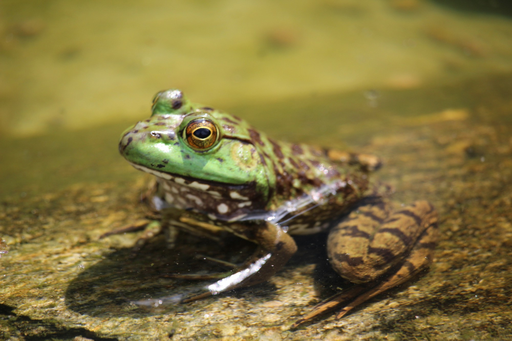 Bibliothèque du Puy : Lectures et pliage "Crapaud ou grenouille ?"