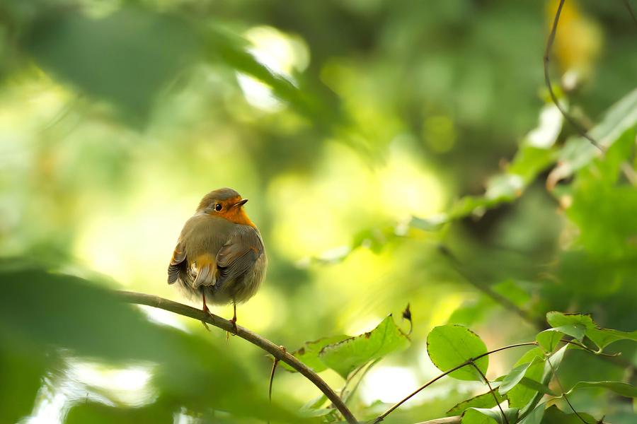 Un nid douillet dans mon jardin : les oiseaux du printemps_Jaujac