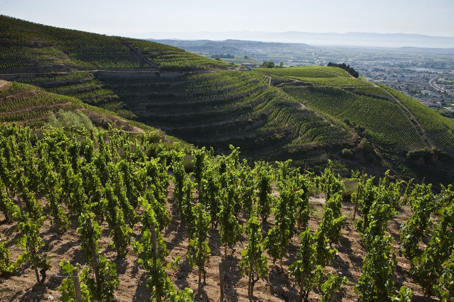 Vignoble de l'Hermitage