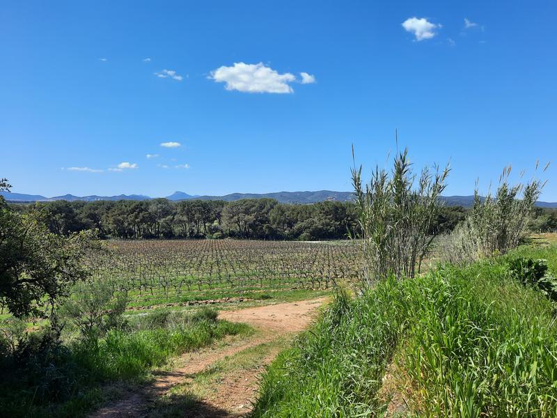 Balade dans les Vignes au Château des Bormettes à La Londe-les-Maures