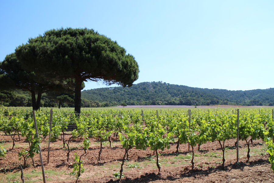 Domaine de la Courtade vin de l'île de Porquerolles