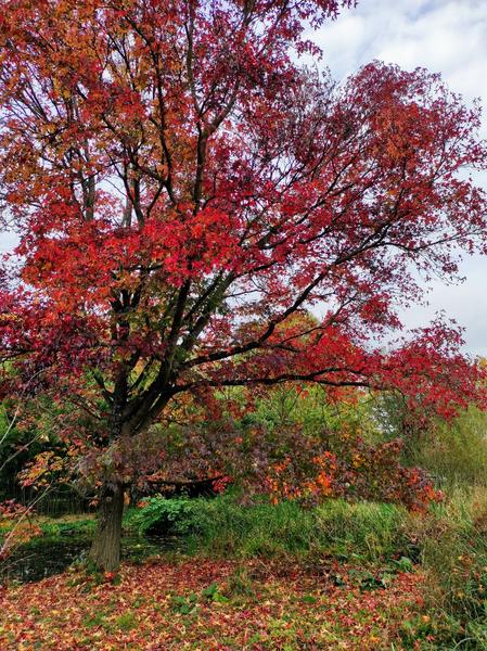 plusieurs arbres arborant les couleurs de l'automne 