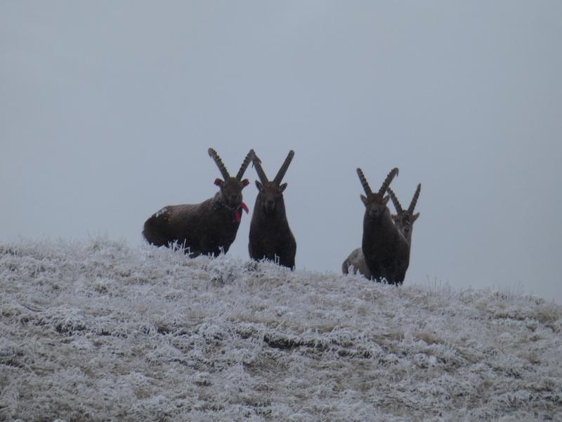 Découverte de la faune sauvage_La Norma