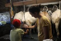 Traite des chèvres_La Côte-en-Couzan