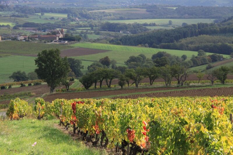 Circuit 21 A travers vignes et pâtures