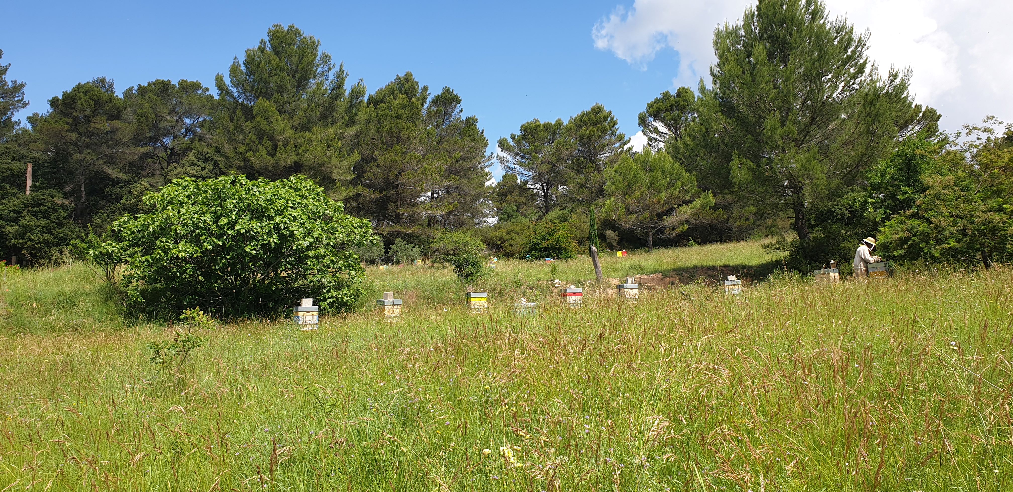 Les Abeilles de la Lisette