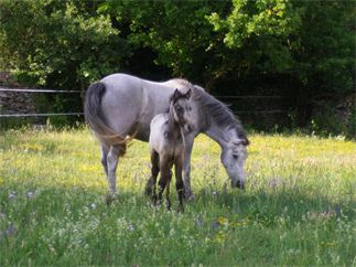 cheval et poulain
