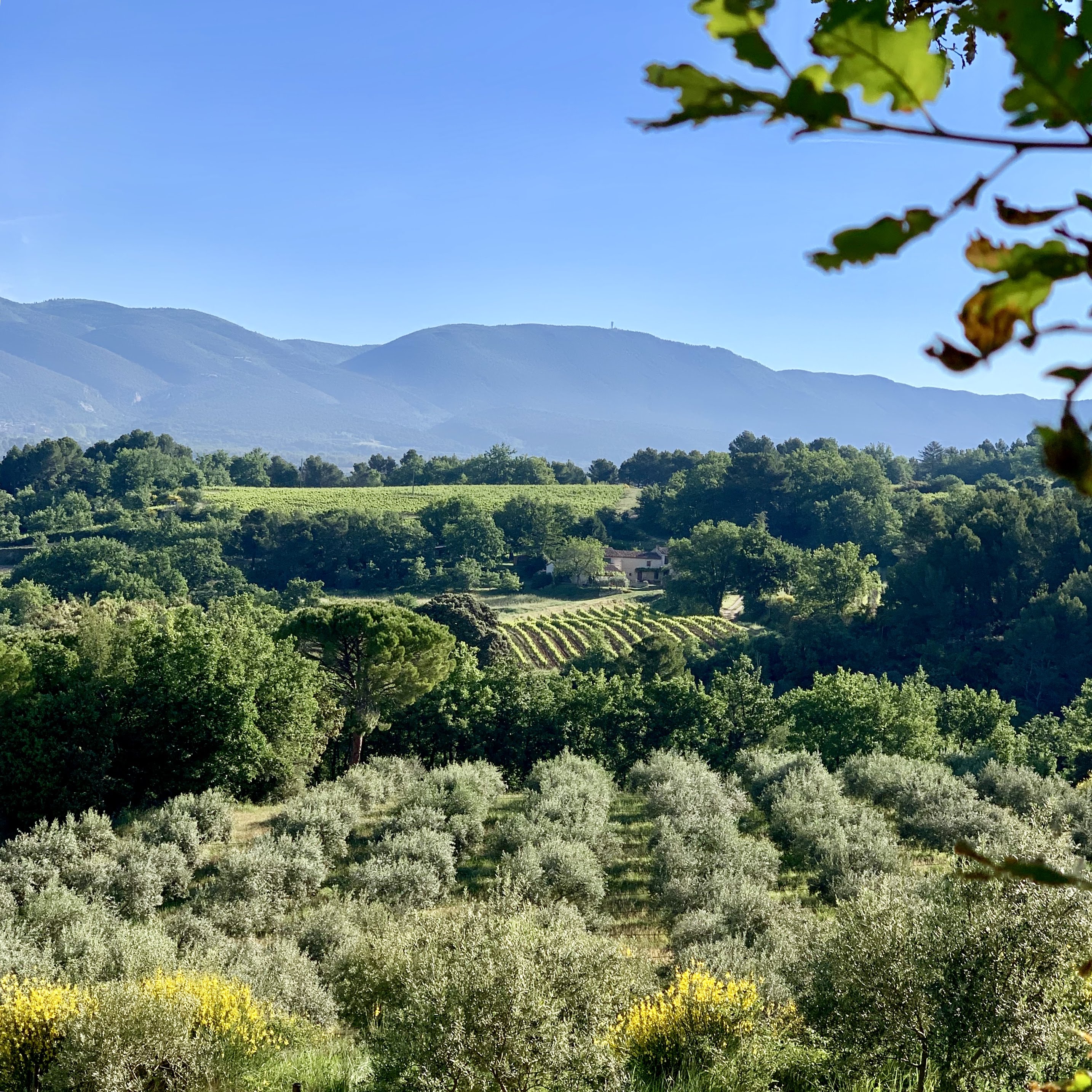 Moulin à Huile D olive Bio Domaine Bastide Du Laval Moulin à Huile & Domaine Bastide du Laval (Cadenet) | Provence-Alpes-Côte d'Azur  Tourism