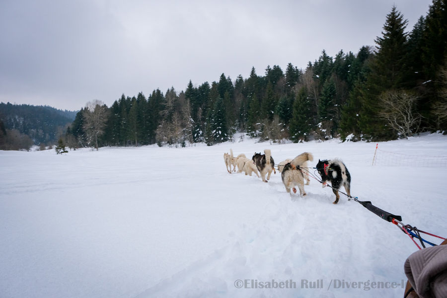 Au Coeur des Loups-Traîneau à chiens Au Coeur des Loups-Traîneau à chiens