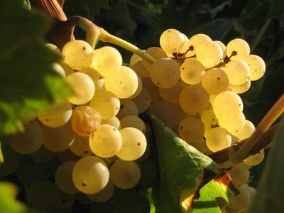 Une grappe de raisin blanc.