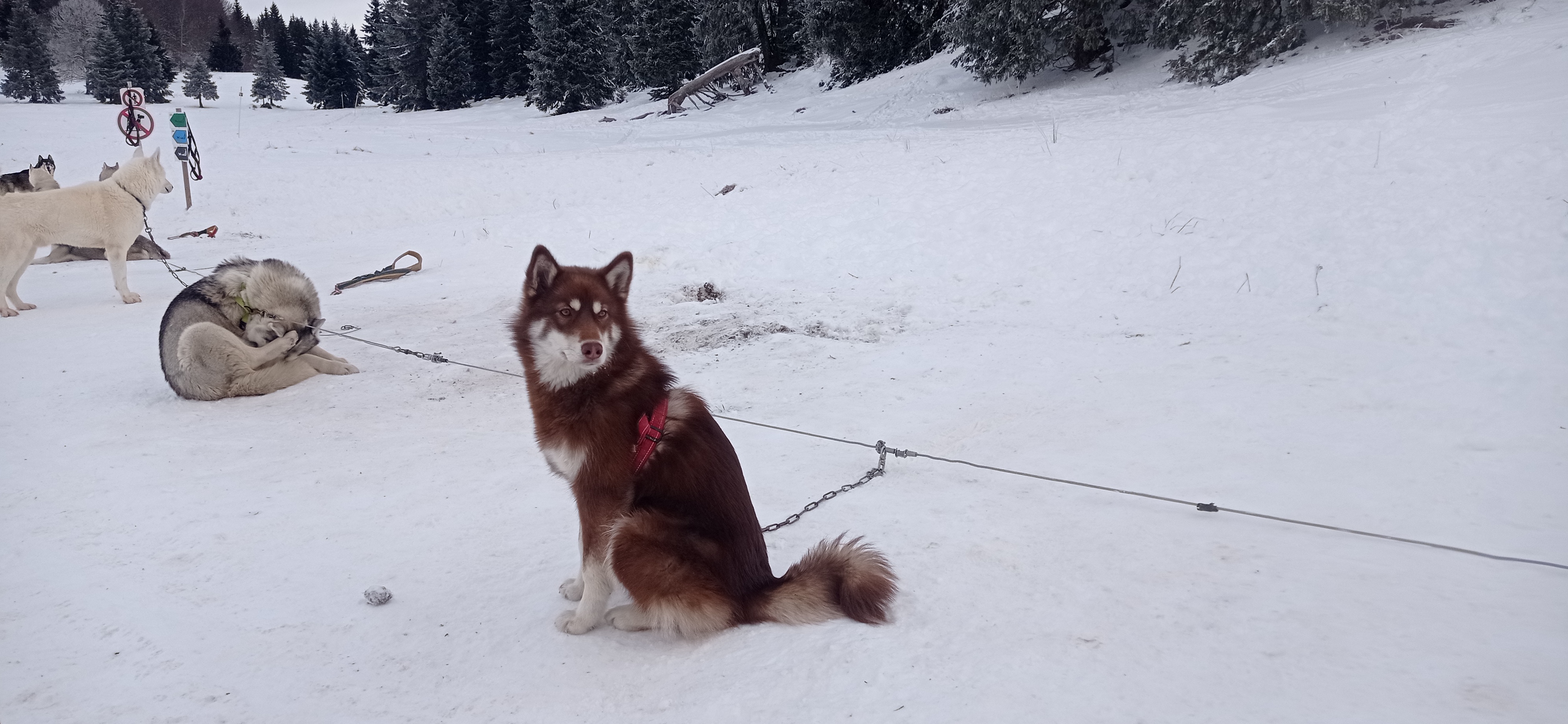 Baptme en traneau  chiens avec Symbiose