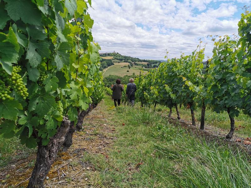 Conférence DECOUVERTE DU VIGNOBLE DES COTEAUX DU QUERCY