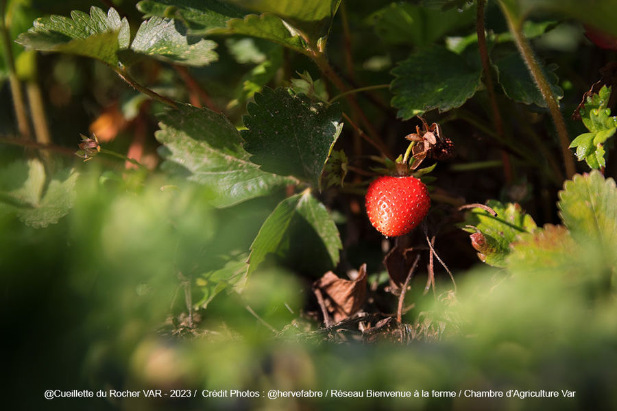 La Cueillette du Rocher