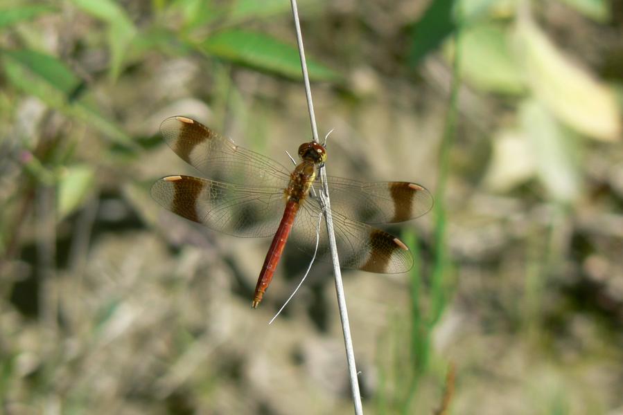 Balade Faune Flore au fil du Petit Buëch