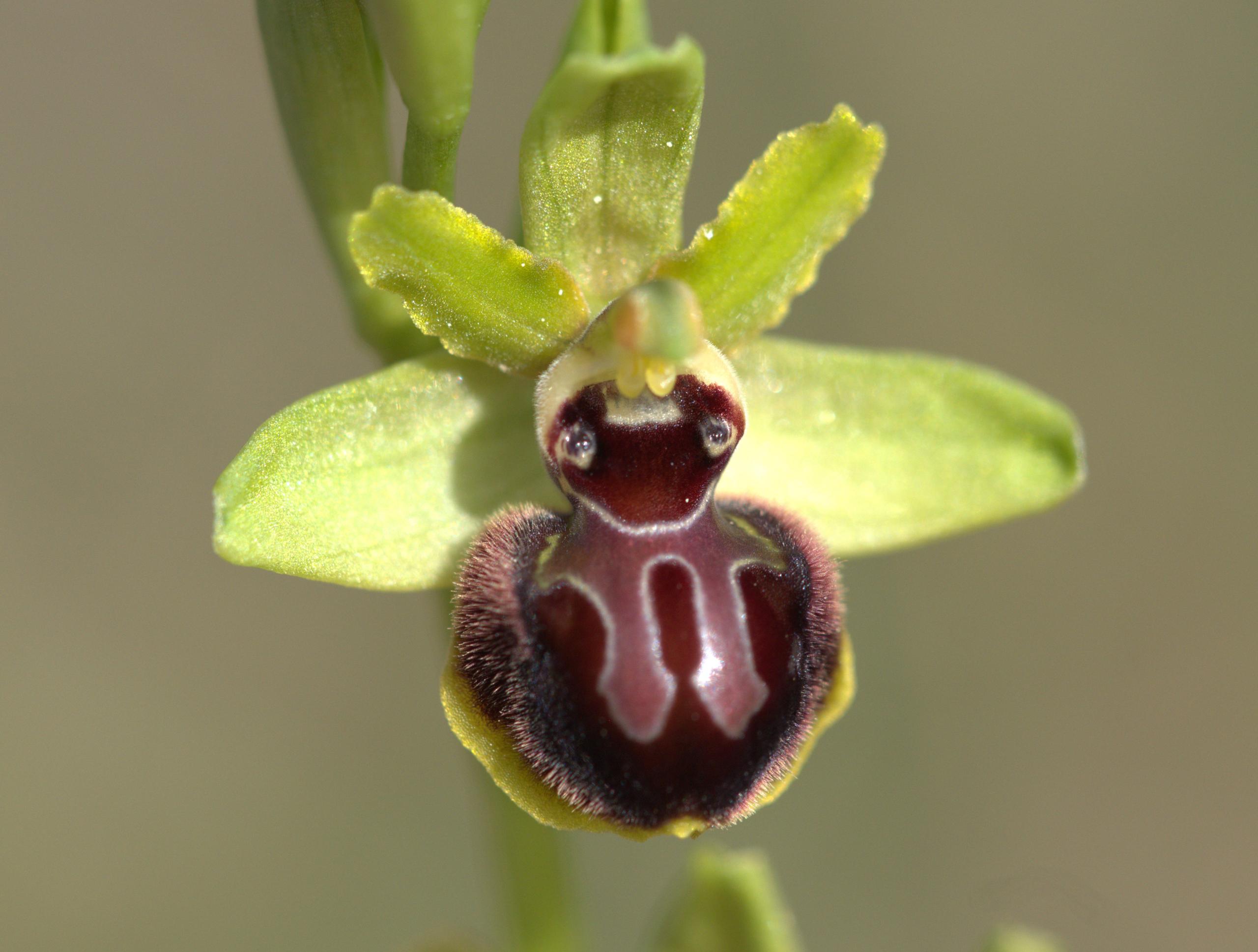 Oiseaux et orchidées