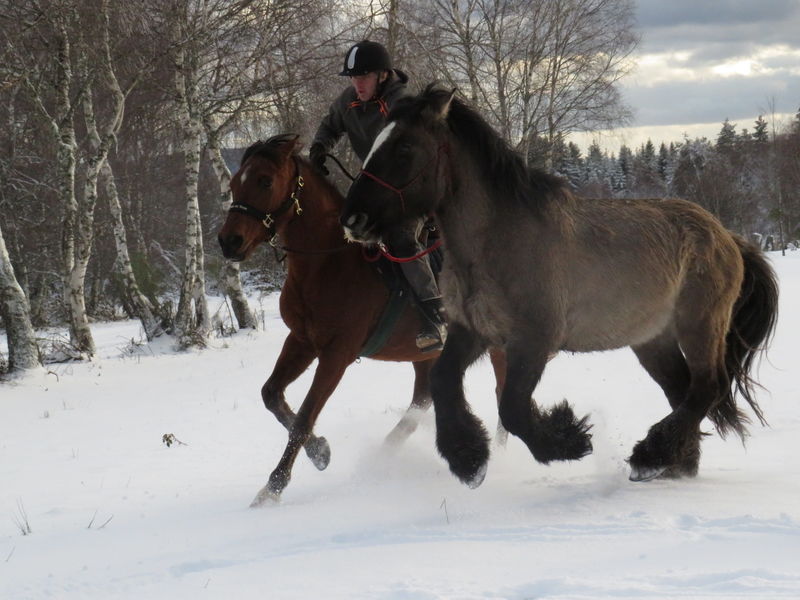 Les chevaux de Capucine