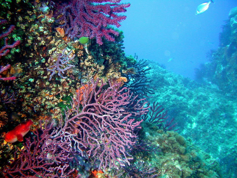 Espace Mer Club de plongée Hyères presqu'île de Giens Tour Fondue