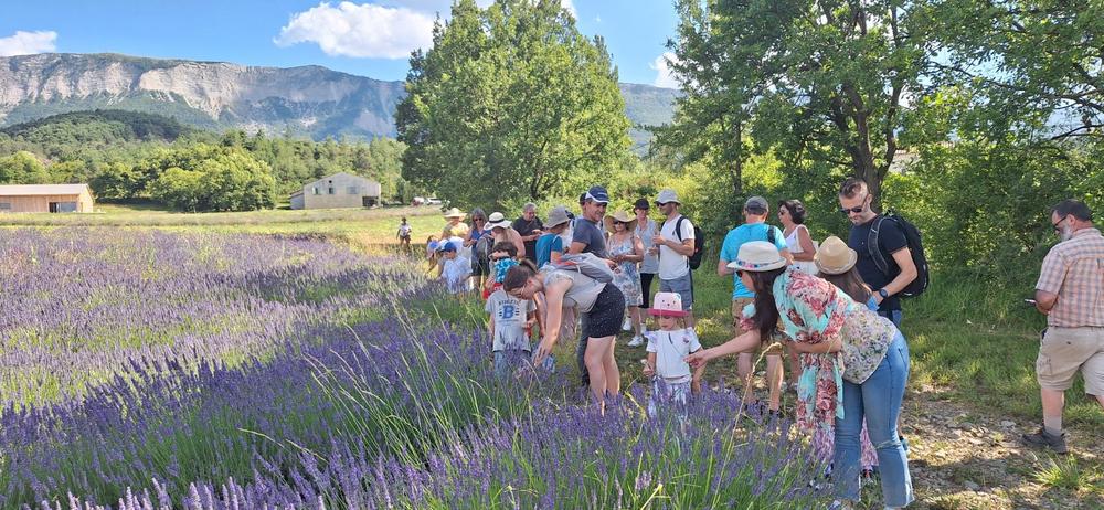 Visite guidée de la lavande en fleur - Lavanderaie des Hautes Baronnies