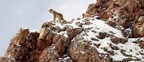 Vincent Munier & Noé Grélé - exposition photographies & nature_Autrans-Méaudre …